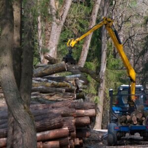 Plantación de Árboles Autóctonos